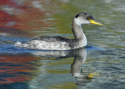 Red Necked Grebe