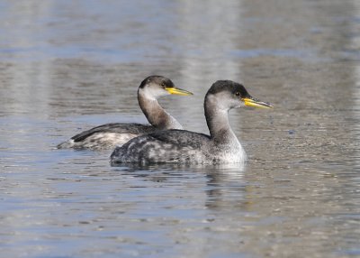 Red Necked Grebe