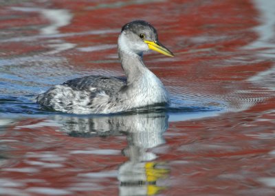 Red Necked Grebe