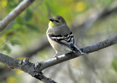 American Goldfinch