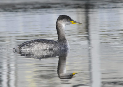 Red Necked Grebe