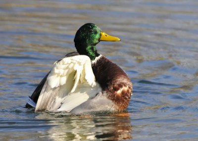 Mallard