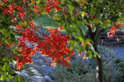 Autumn in High Park