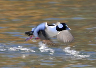 Bufflehead male