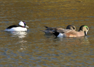 Bufflehead and Wigeons