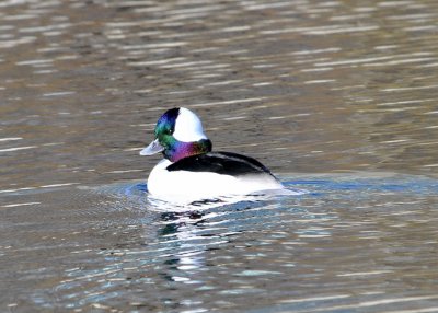 Bufflehead male