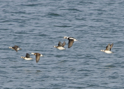 Long Tailed Ducks in flight