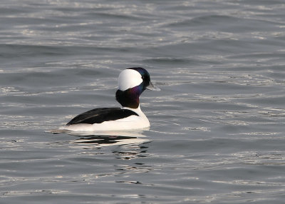 Bufflehead male