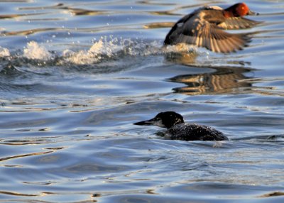 Common Loon