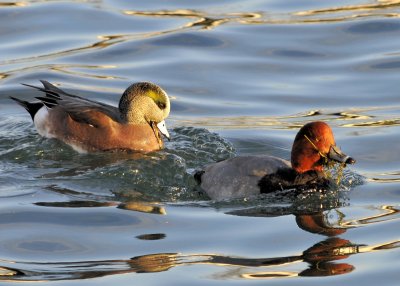American Wigeon and Redhead Duck