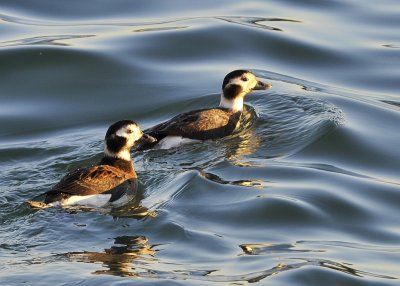 Long Tailed Duck females