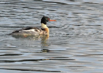 Red Breasted Merganser male