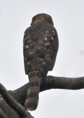 Cooper's Hawk