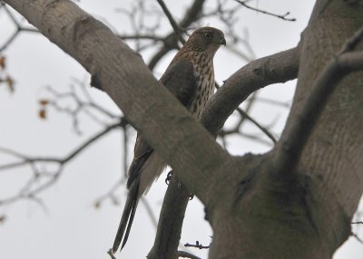 Cooper's Hawk