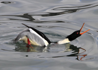 Red Breasted Merganser male