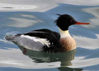 Red Breasted Merganser male