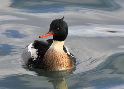 Red Breasted Merganser male