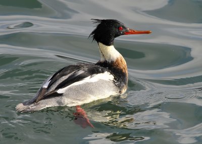 Red Breasted Merganser male