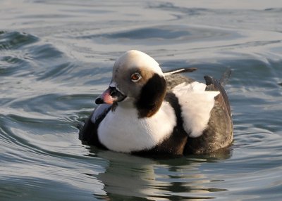 Long Tailed Duck male