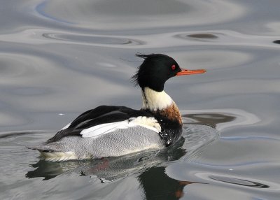 Red Breasted Merganser male