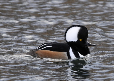 Hooded Merganser