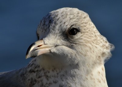 Juvenile Ring Billed Gull