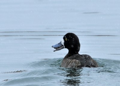 Greater Scaup
