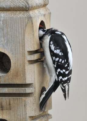 Downy Woodpecker