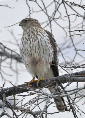Cooper's Hawk