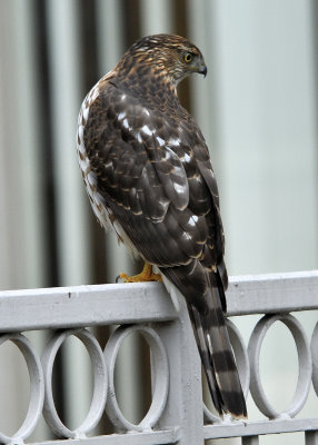 Cooper's Hawk