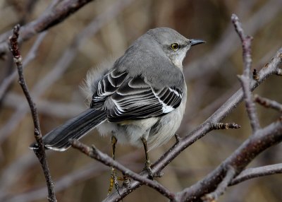 Northern Mockingbird