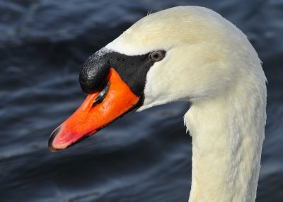 Mute Swan