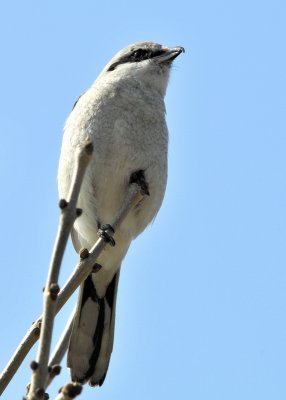 Loggerhead Shrike?