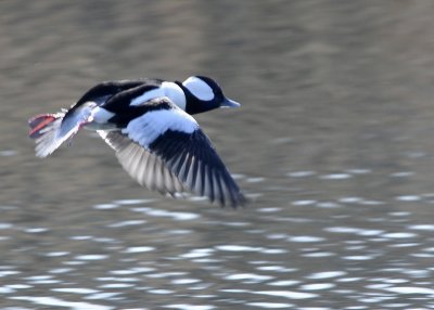 Bufflehead in flight