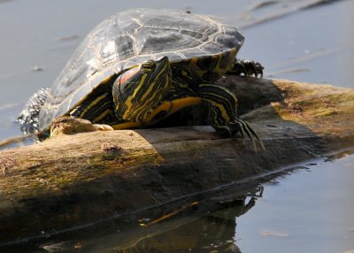 Painted Turtle
