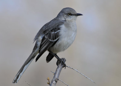 Northern Mockingbird