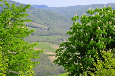 Radda in Chianti