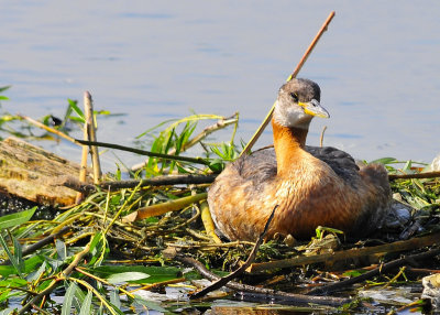 Red Necked Grebe