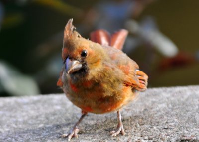 Cardinal chick