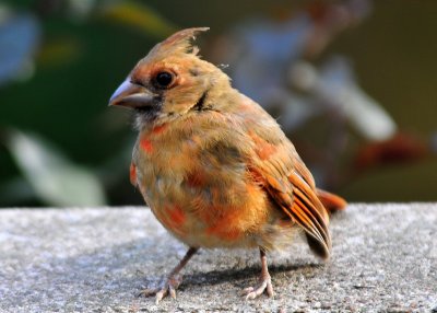 The other one - Cardinal chick