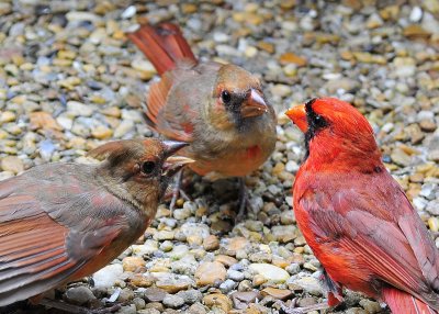 Cardinal with chicks - feeding time