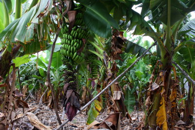 Puerto Naos, banana plantation