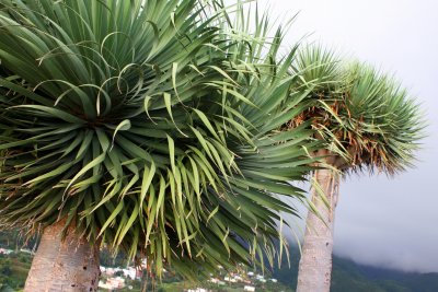 Dragon tree