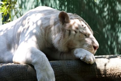 Siegfried & Roy's Secret Garden, Las Vegas
