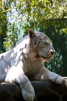 Siegfried & Roy's Secret Garden, Las Vegas
