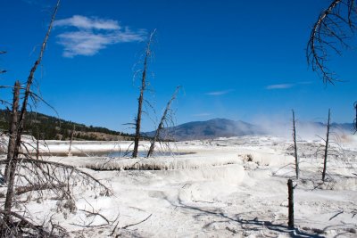 Canary Spring, Mammoth Hot Springs