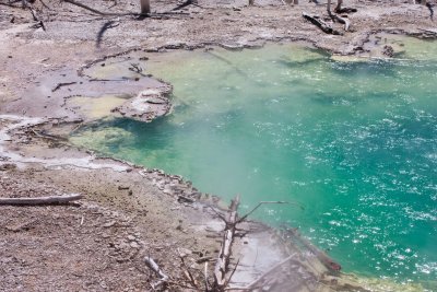 Cistern Spring, Norris Geysir Bassin