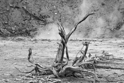 Crater Spring, Norris Geysir Bassin