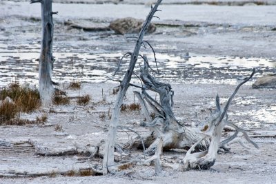 Green Dragon Spring, Norris Geysir Bassin