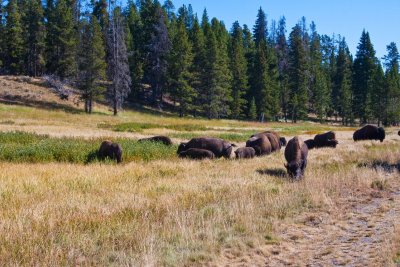 Bison Herd